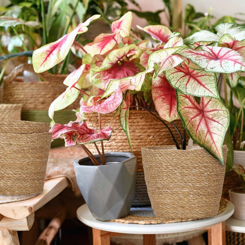 Seegras-Blumentopf-Set – Geflochtene Pflanzgefäße für den Innenbereich, 3er-Pack